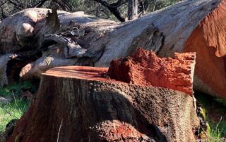 fears-for-threatened-species-as-century-old-red-gums-illegally-felled-for-firewood
