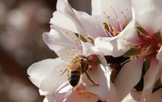 destructive-varroa-mite-parasite-detected-in-victoria-in-first-outbreak-outside-nsw