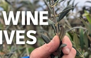 wine-grape-growers-eye-olives-amid-global-shortage