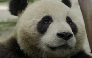 adelaide-zoo-reveals-new-panda-pair-as-crowds-farewell-wang-wang-and-fu-ni