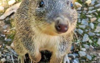 poison-laced-carrots-‘a-risk’-to-endangered-bandicoots-in-adelaide-hills