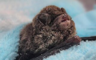 arsonists-torch-and-kill-dozens-of-microbats-in-‘shocking’-act-of-cruelty