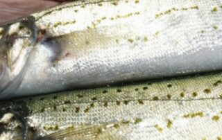 recreational-anglers-say-they’re-copping-the-blame-for-sa’s-dwindling-fish-numbers