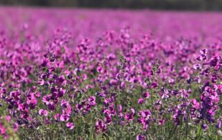 how-a-sea-of-spectacular-wildflowers-is-bringing-hope-and-a-blaze-of-colour-to-the-outback