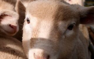 hopes-painful-pest-costing-sheep-farmers-millions-could-soon-be-eradicated-on-kangaroo-island