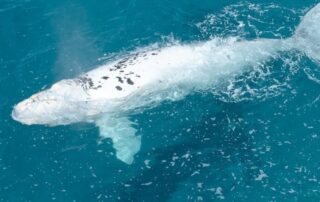 ‘magical’-southern-right-whales-return-to-sa-coast-with-rare-white-calves-in-tow