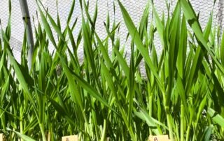 farmer-invents-machinery-that-smashes-‘bejesus’-out-of-weed-seeds