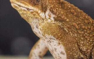 hitchhiking-cane-toads-pose-threat-to-southern-australia