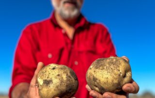 skin-deep-beauty-standards-for-australian-potatoes-leading-to-‘absurd’-amount-of-waste