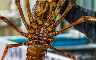 ‘baffling’:-rock-lobster-industry-struggles-through-fourth-year-of-china-ban