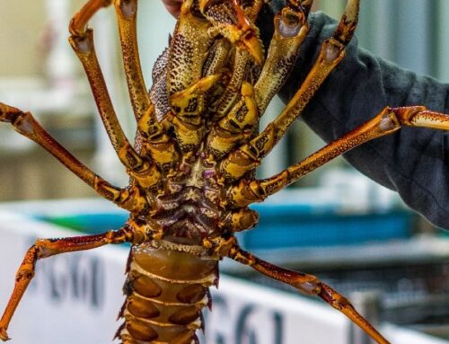 ‘Baffling’: Rock lobster industry struggles through fourth year of China ban