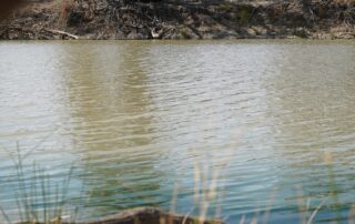 iconic-floodplain-springs-to-life-after-environmental-watering