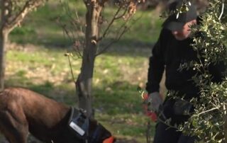 warren-rogers-wasn’t-sure-if-his-dog-had-what-it-takes-to-detect-truffles.