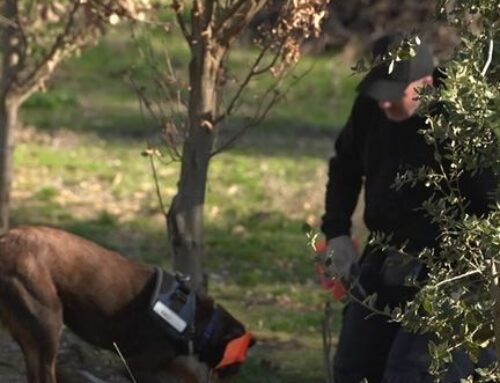 Warren Rogers wasn’t sure if his dog had what it takes to detect truffles.