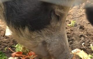 peggy-is-now-just-a-pet.