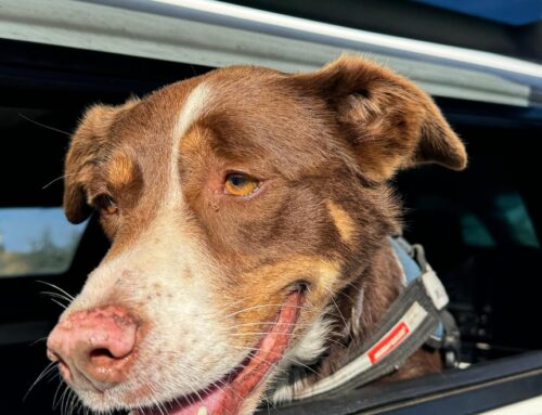 These off-duty policemen’s pet dogs sniff out a product worth $2,500 a kilo and it’s not drugs