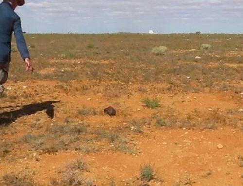 Meteorite hunter celebrates after finding new specimen in South Australia