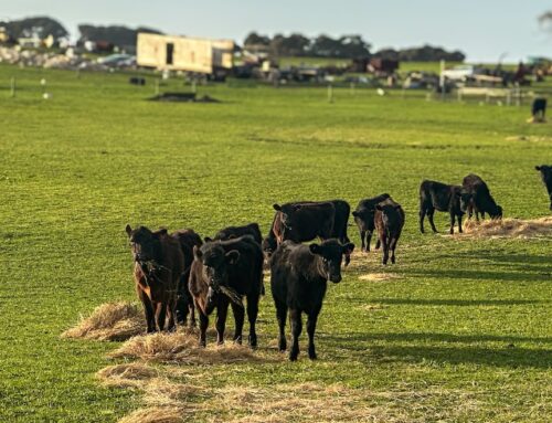 These paddocks may look lush, but farmers here are turning to charity to feed their animals