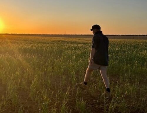 Crunch time for grain growers as they watch their crops wither from frost and low rainfall