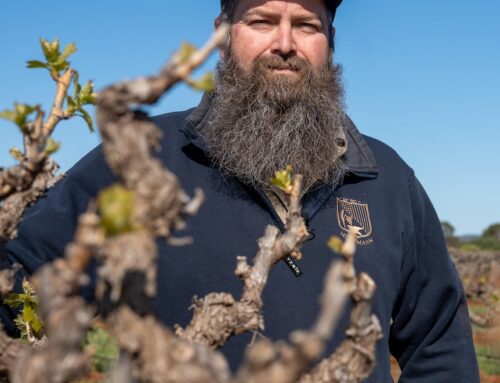 Grape growers are reeling from crop losses from frost — but how will the wine be impacted?