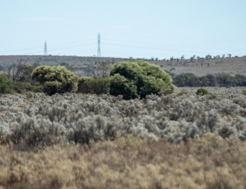 Is a green hydrogen power play at risk of becoming a mirage in the scrub?