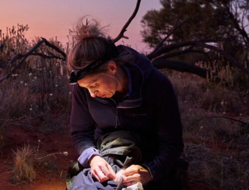 These native species were locally extinct but are now reclaiming their desert homeland