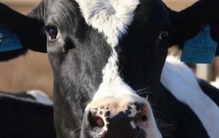 sa-dairy-beston-global-food-company-goes-into-voluntary-administration