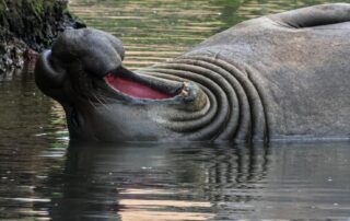 victorian-town-falls-in-love-with-sammy-the-four-tonne-elephant-seal