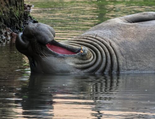 Victorian town falls in love with Sammy the four-tonne elephant seal