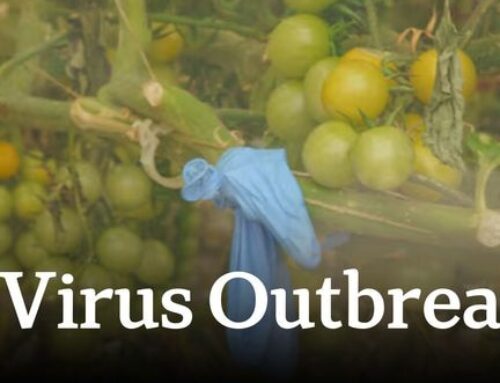 Tomato virus leads to job losses and supply chain disruptions