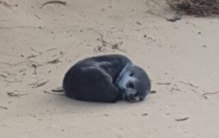investigation-underway-after-baby-seal-found-with-‘suspicious’-injuries-on-victorian-beach