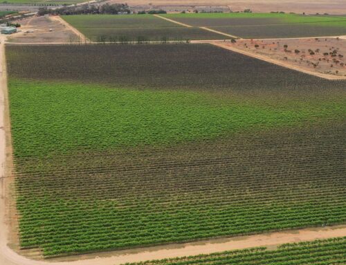 ‘Like a blowtorch’: From above, the frost impact on vineyards is obvious